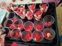 batch_IMG_20210601_132720.jpg