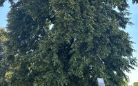 batch_IMG_5602.jpg