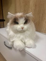 Ko se sreča zvije v naročje: naša terapevtska muca